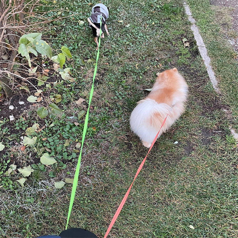 Laisse Rétractable Réfléchissante pour Petits Chiens – Double Laisse avec Lumière LED et Rotation 360° - La Tribu Poilue